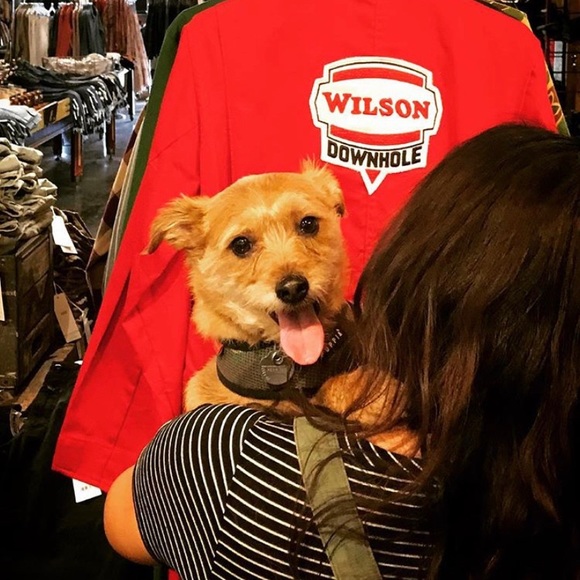 Meet your Posher, Wilson Puppy! πβ€οΈπ« - Picture 3 of 8